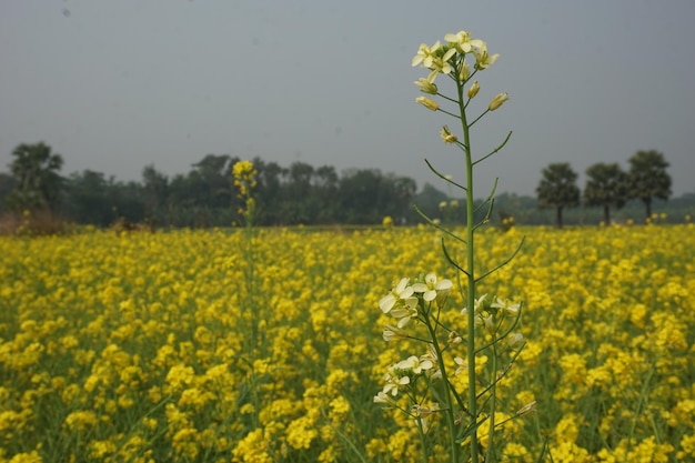 mustard flower in Bangladesh