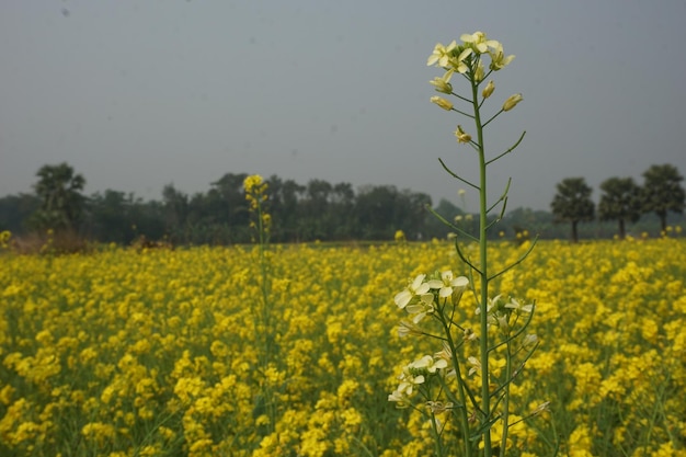 mustard flower in Bangladesh