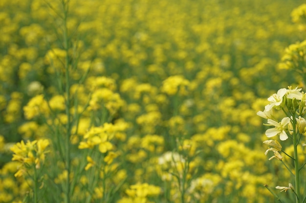 mustard flower in Bangladesh