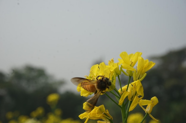 バングラデシュの菜の花