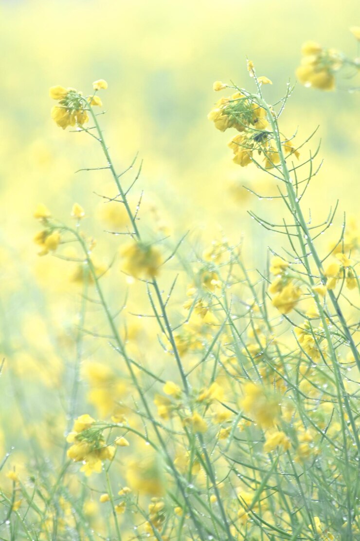 Photo マスタードの花畑は満開で黄色いマスタードの畑の風景マスタード花のクローズアップ写真