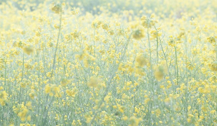 Photo マスタードの花畑は満開で黄色いマスタードの畑の風景マスタード花のクローズアップ写真