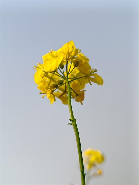 Mustard flowers under the blue sky