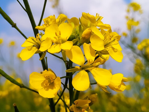 Mustard flowers field in India