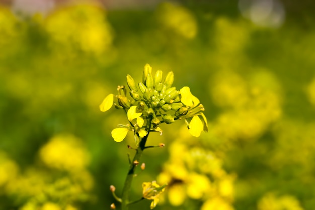 春のからしの花、からしの花は収穫の領域を飾り、美化するために育てられます