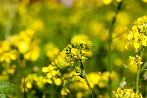 Mustard flowers in the spring season