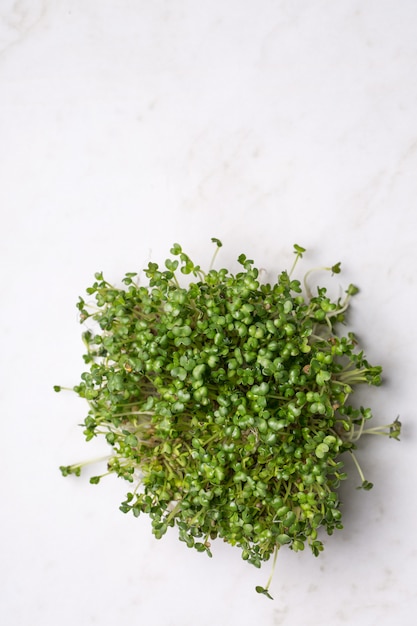 Photo mustard microgreen, top view