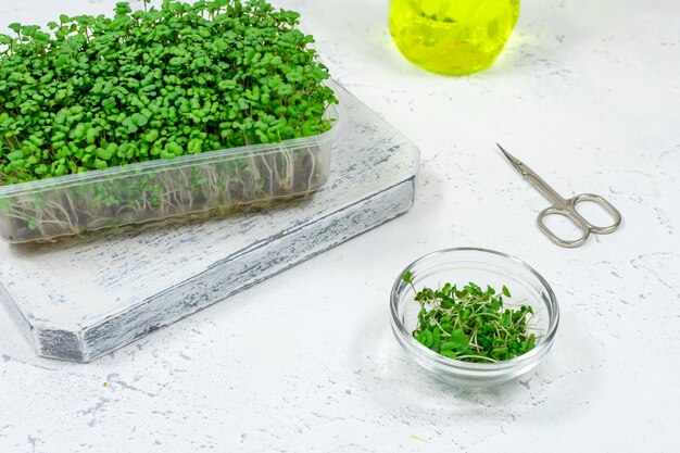 Mustard microgreens grow in a tray and cut in a glass bowl by scissors