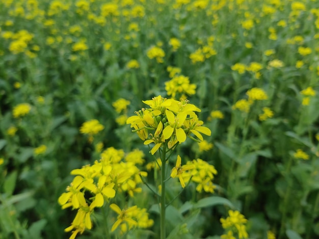 Mustard plant flowers in the field