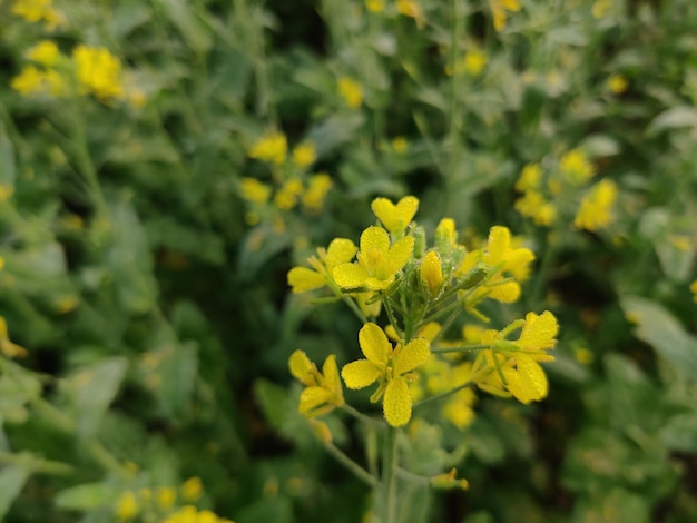 Mustard plant , Leaf mustard flower.