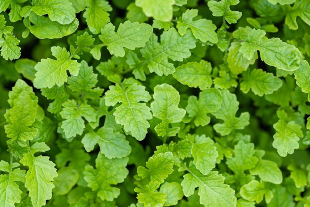 Mustard plants grown as green manure