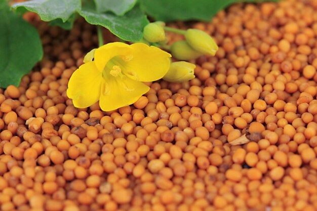 Mustard seeds with mustard flower close up