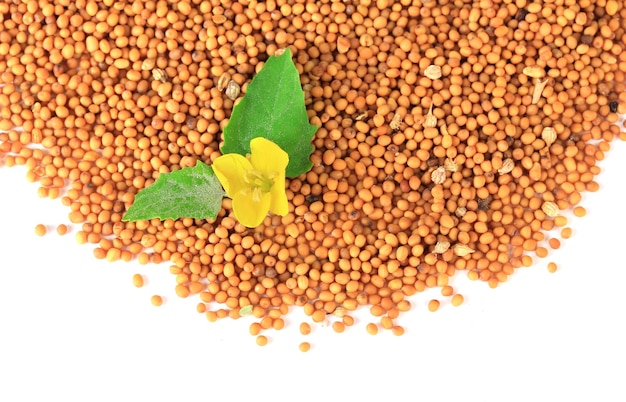 Фото Семена горчицы с цветком горчицы, изолированные на белом фоне