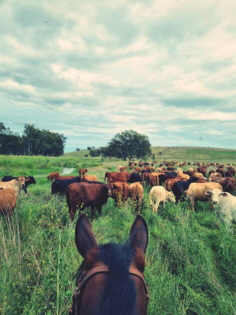 Photo mustering cattle on horseback