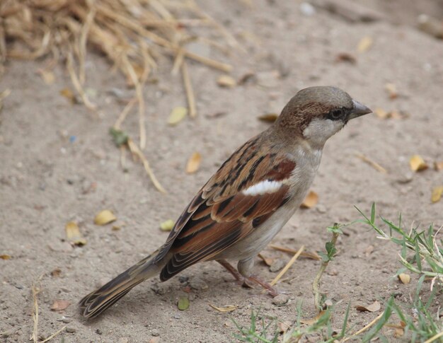 Musvogel op de grond