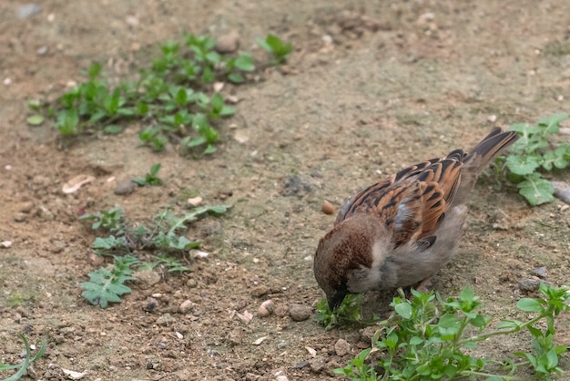 Musvogel op de grond