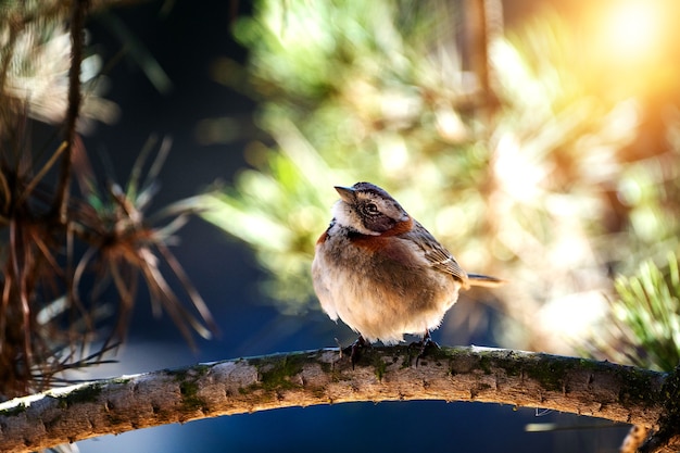 musvogel op een tak close-up