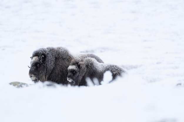 Овцебык в национальном парке Доврефьель в снежном пейзаже