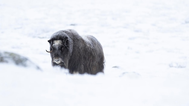 Foto musx ox in dovrefjell national park in een besneeuwd landschap