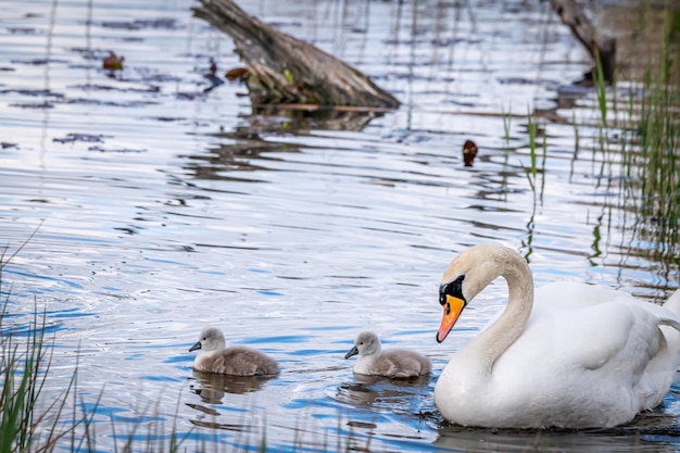 Photo mute swan bird family with cygnets swimming together family swan with babies cygnus olor