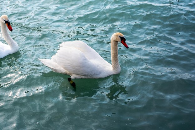 Mute swan Cygnus on a Balaton lake