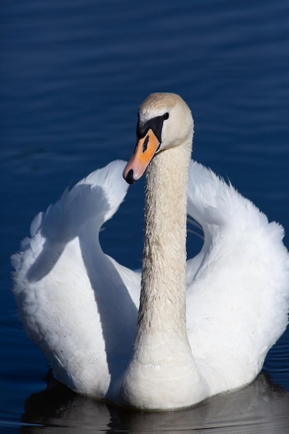 Mute swan Cygnus olor A bird is floating on the river Sunny morning blue water elegant model