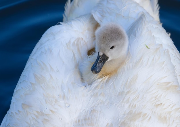 Лебедь-шипун Cygnus olor Птенец сидит на спине матери и греется в ее перьях