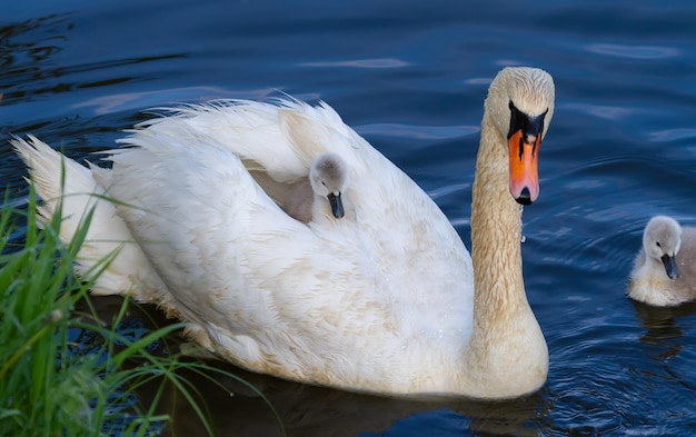 Mute swan Cygnus olor The chick sits on the mother39s back basking in her feathers