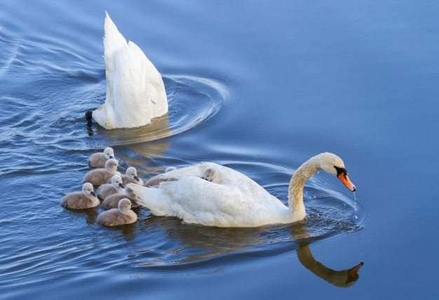 Mute swan Cygnus olor Chicks swim after their parents who take turns diving for food