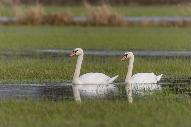 Foto coppia di cigno muto cygnus olor in un prato inondato in autunno