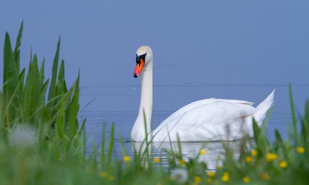 Mute swan Cygnus olor In the early morning the bird swims in the river near the shore