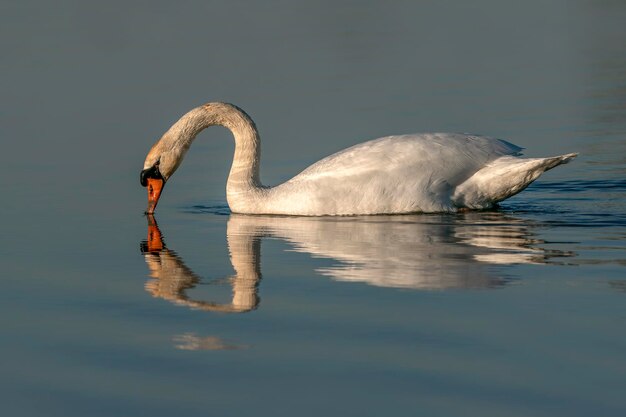 写真 コブハクチョウ (cygnus olor) 反射で水に浮かぶ。