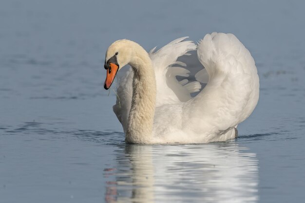 Foto cigno muto cygnus olor maschio in mostra territoriale