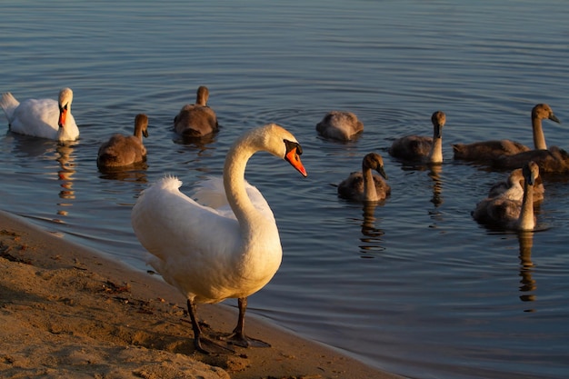 벙어리 백조 Cygnus olor a swan family는 해변으로 헤엄쳐 갔다 수컷은 해변으로 가서 새끼들을 보호했다