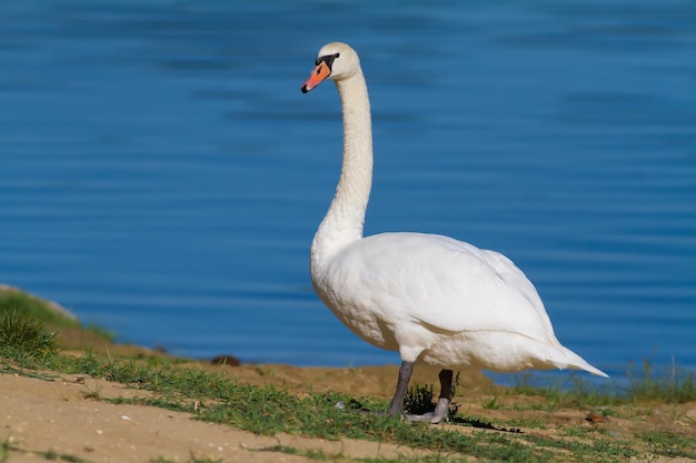 음소거 백조 Cygnus olor 백조는 강둑에 서 있습니다