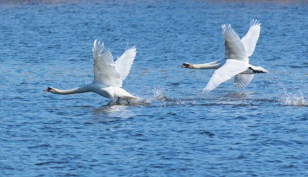 Mute swan Cygnus olor Swans take off from the surface of the river