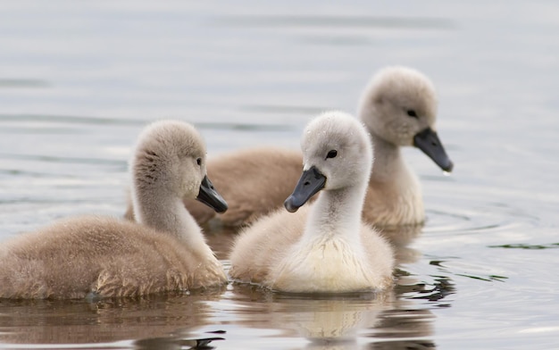 음소거 백조 Cygnus olor 강에서 수영하는 세 마리의 병아리