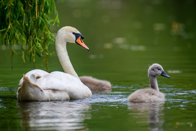 Mute swan Cygnus olor with baby