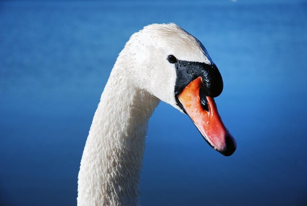 Mute swan cygnus olor