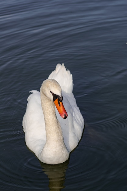 コブハクチョウ、（Cygnus olor）