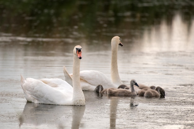 Mute swan family (Cygnus olor) Swan chicks, hatchlings.