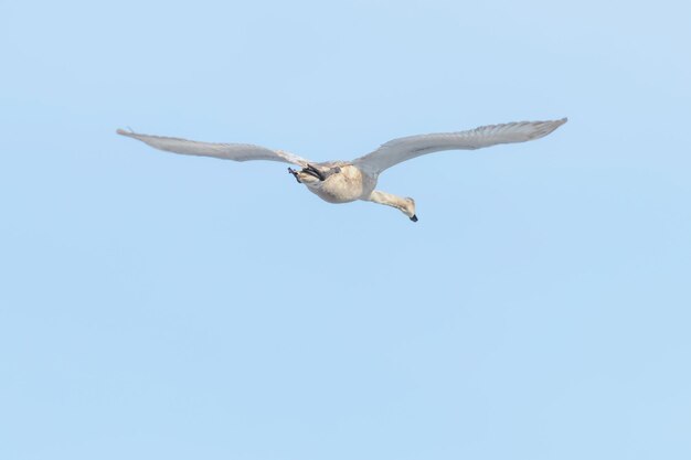 Mute Swan in flight blue sky (Cygnus olor)