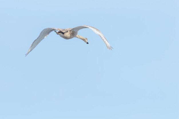 Mute swan in flight blue sky cygnus olor