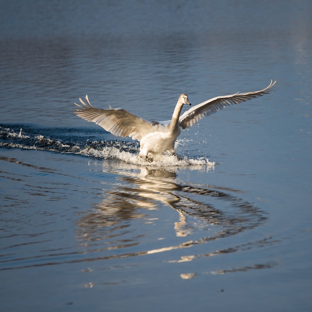 Mute swan flying with strethed wings over river surface and shore