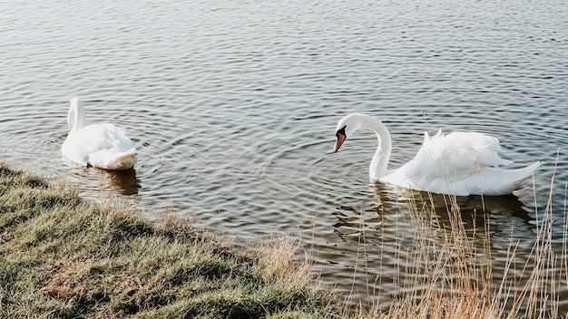 Mute Swan in a lake in England