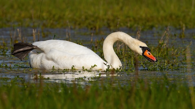 Cigno reale che nuota sull'alluvione in un ambiente primaverile verde