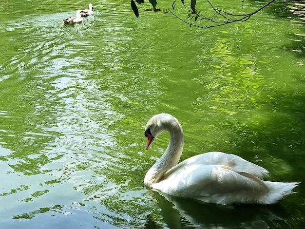 公園の池で泳ぐコブハクチョウ