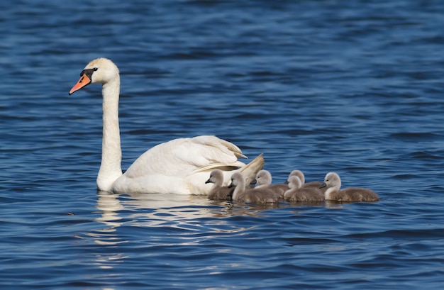 Mute swan swims on the river with its chicks