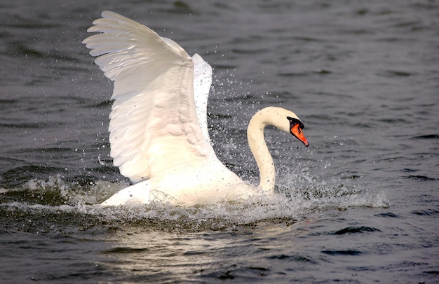 Mute Swan that is the national bird of Denmark famous for fairy tales at Utterslev Mose, Copenhagen