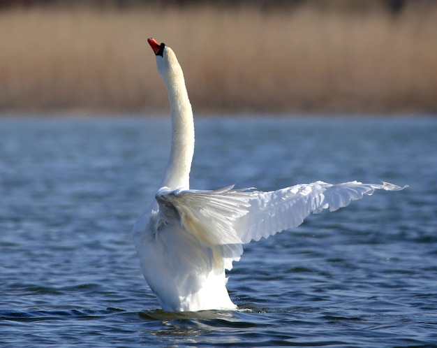 Mute Swan that is the national bird of Denmark famous for fairy tales at Utterslev Mose, Copenhagen